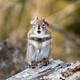 Illustration for article titled What makes red squirrels the greatest warriors in Squeaktown